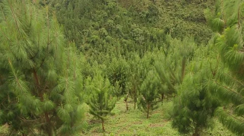 Forest in Uganda, Africa Stock Footage 40912155
