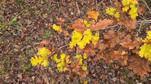 Forest uhd Stock Footage 220039431