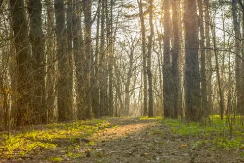 Forest from Ukraine Stock Photos
