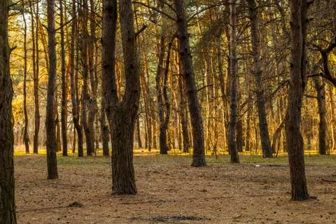 Forest from Ukraine Stock Photos