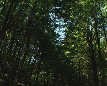 FOREST Umbrian Forest camera car 1 Stock-Footage 24076648