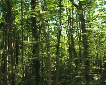 FOREST Umbrian Forest camera car 2 Stockbeeldmateriaal 24076831