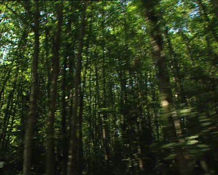 FOREST Umbrian Forest camera car 4 Video stock 24077120