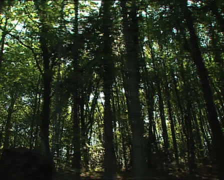 FOREST Umbrian Forest camera car with sunbeams 스톡 동영상 24077414