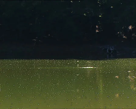 FOREST Umbrian Forest small lake 스톡 동영상 24086685