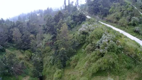 The Forest under the Bromo volcano Video stock 202005048