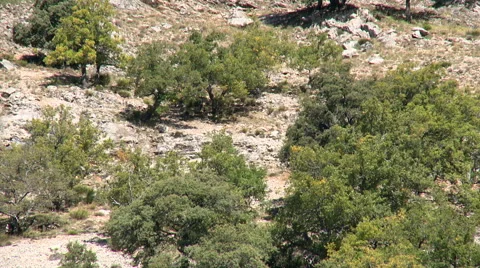 Forest under cliffs with holm oaks (quercus ilex) - Tilt up Stock Footage 56123673