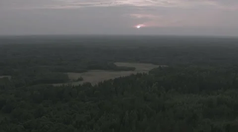 Forest under the grey sky Video stock 62107753