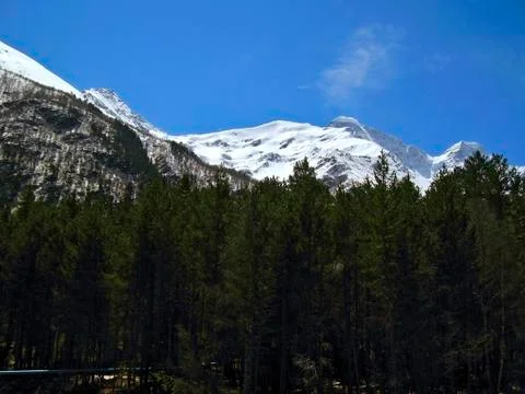 Forest under the mountains Stock Photos