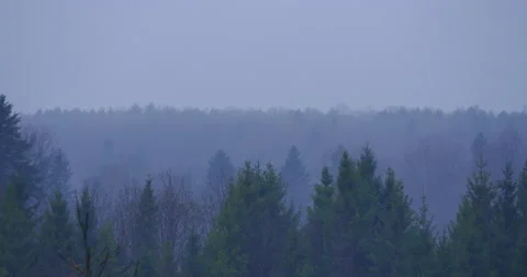 Forest under the sky Stock Footage 44251215