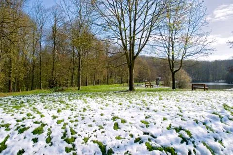 Forest under snow Stock Photos