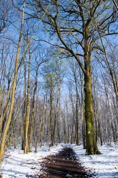 Forest under snow Stock Photos
