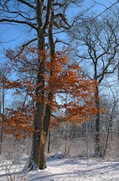 Forest under snow Stock Photos