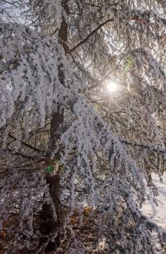 Forest under snow Stock Photos