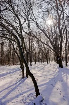 Forest under snow Stock Photos