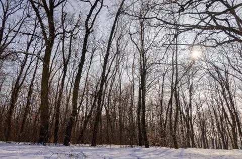 Forest under snow Stock Photos