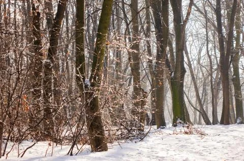 Forest under snow Stock Photos