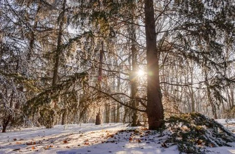Forest under snow Stock Photos