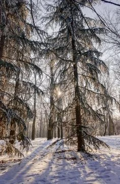 Forest under snow Stock Photos