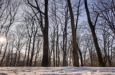 Forest under snow Stock Photos