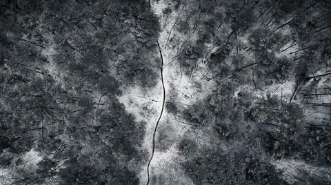 Forest Under The Snow Foto stock