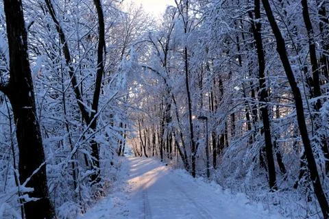 The forest under snow with sun rays Stock Photos