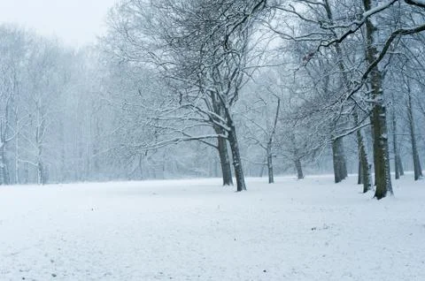 Forest under the snow in winter 스톡 사진