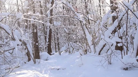 Forest under snowfall and blizzard. Stock Footage 71324435