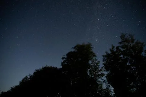Forest under the starry sky Stock Photos