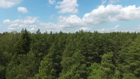 Forest under the summer sun Video stock 83401769