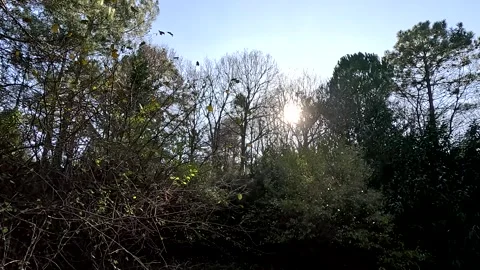 Forest Under The Sun Light Nature Stock Footage 260381201