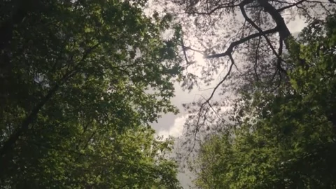 Forest under Sunlight Stock Footage 201317605