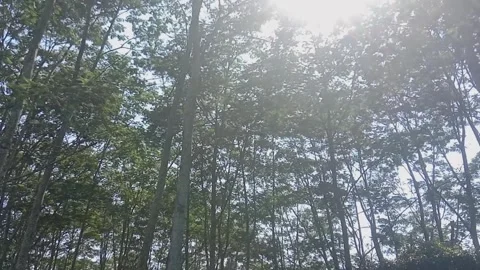 Forest under the sunlight Stock Footage 283950956