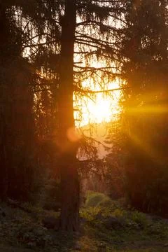 Forest under the sunset sun. rays passing through autumn coniferous forest .. Foto stock