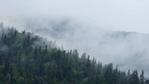 Forest under thick haze. Misty early autumn morning, calm background, relaxation Stock Footage 209827955