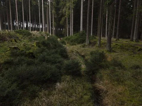 Forest Undergrowth and Path, Saxony Stock Photos