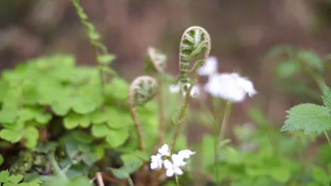 Forest Undergrowth, Flowers 02 Stock Footage 81190221
