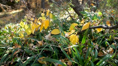 Forest undergrowth, forest grass close up Vídeo Stock 124077138