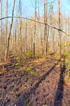 Forest undergrowth Stock Photos