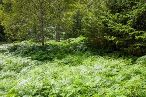 Forest undergrowth Foto stock