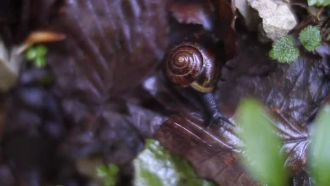 Forest Undergrowth, Snail Stock Footage 81190210