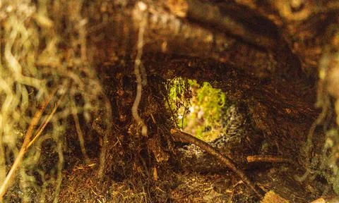 Forest Undergrowth View Stock Photos