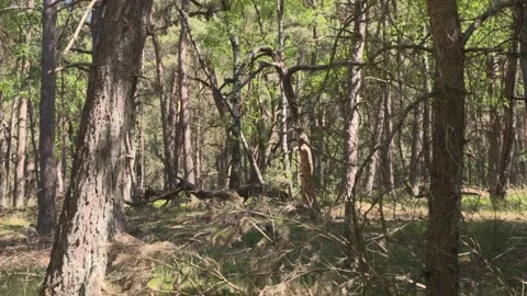 Forest understorey mixed temperate fores during drought Stock Footage 131847024