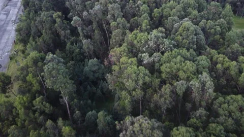 Forest with urban dwellings Stock Footage 214541300