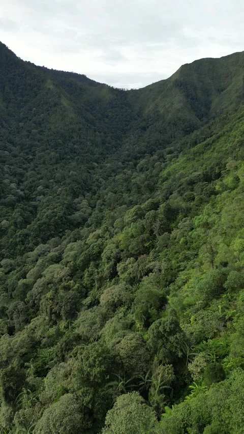 Forest Using Drones Video stock 296516027