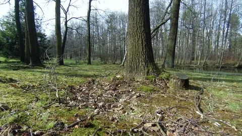 Forest on the valley 3 ponds in Katowice. Stock Footage 107900206