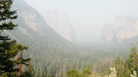 Forest , Valley , Mist Stock Footage 138323762