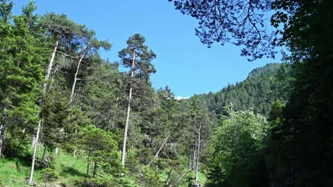 A forest in a valley in the mountains Stock Footage 219351261