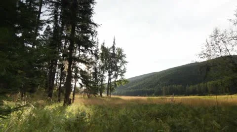 Forest valley nature trees Stock Footage 8994395