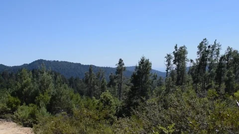 Forest valley overlook Video stock 91014702